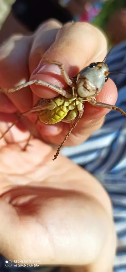 Retour en images sur la sortie naturaliste autour de l'étang de l'Aygues organisée par Le Naturoptère de Sérignan