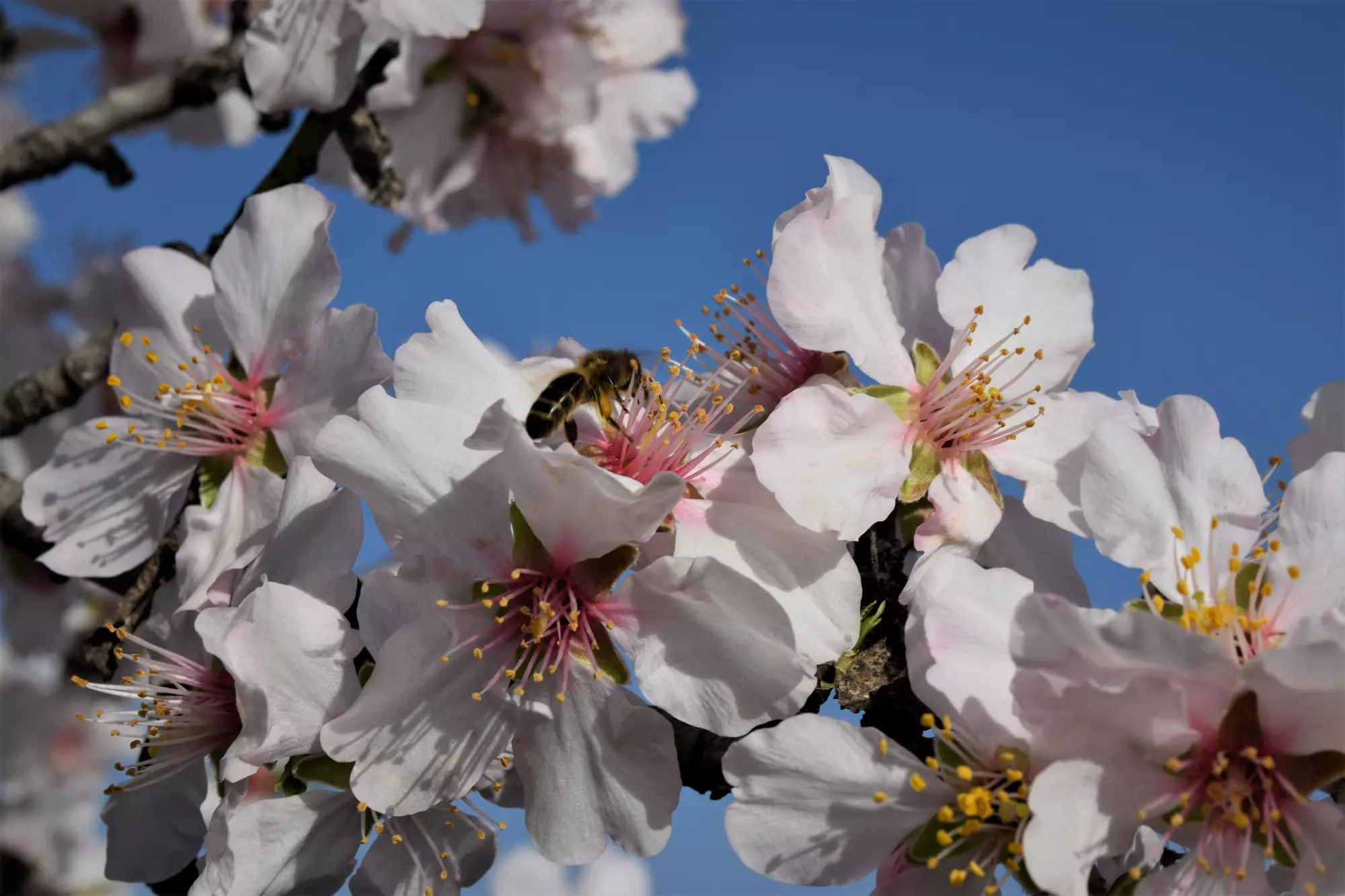 « L'amour est le printemps du cœur, et le printemps a mille et mille fleurs. »